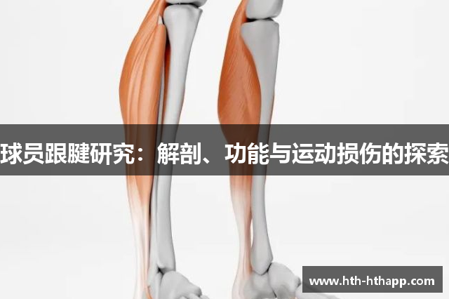 球员跟腱研究：解剖、功能与运动损伤的探索
